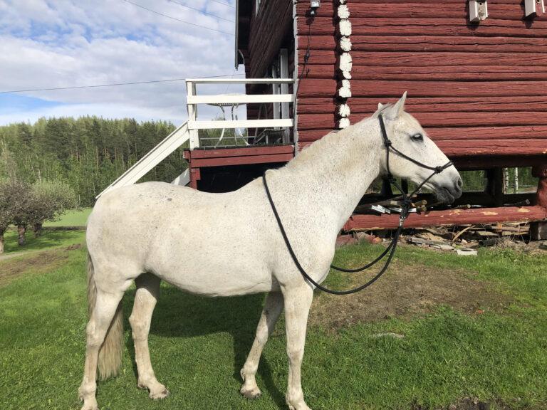 Ditte Young | Forfatter | Dyretelepatør | Clairvoyant | Underviser på Dyretelepatør Uddannelsen