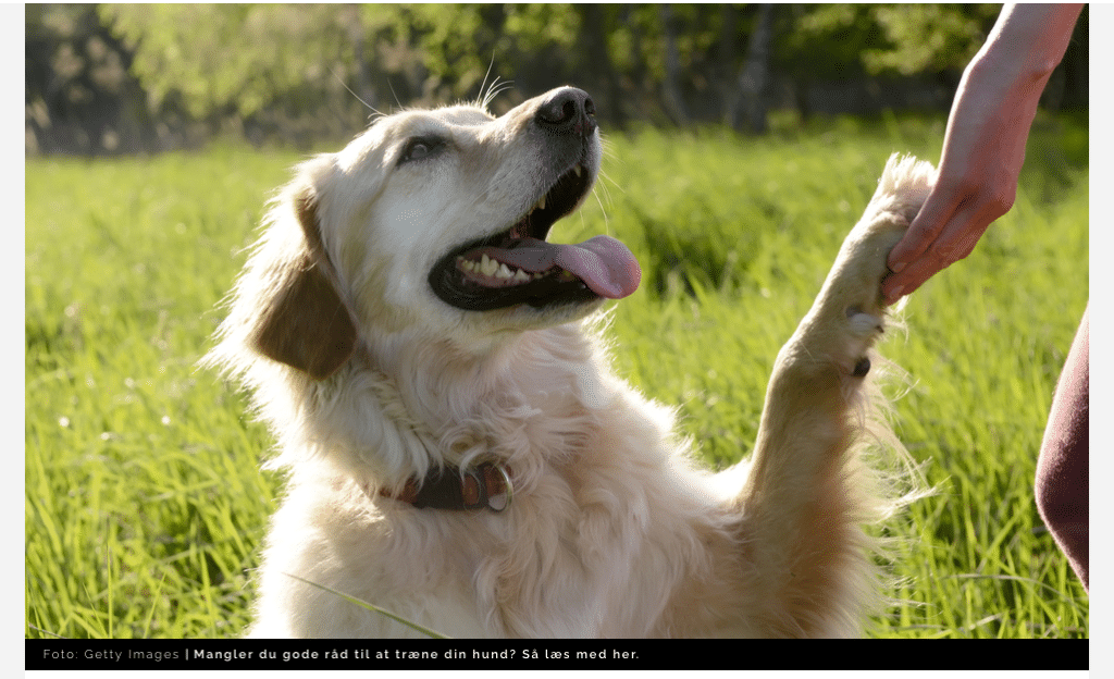 Gode råd til hundeejere - sådan får du en gladere hund