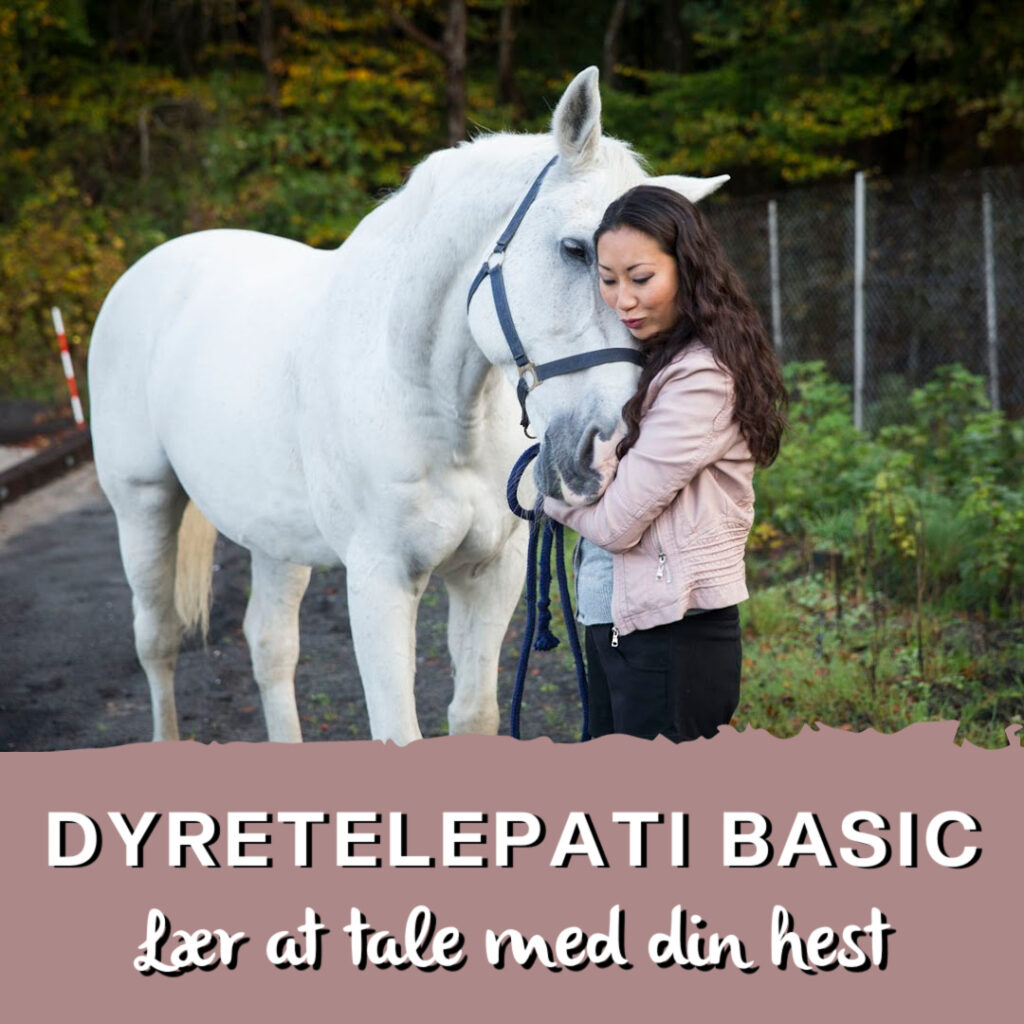 Ditte Young | Forfatter | Dyretelepatør | Clairvoyant | Equicoach | Underviser på Dyretelepatør Uddannelsen