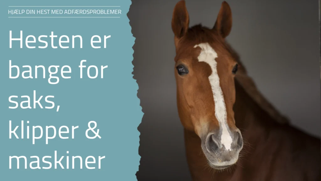 Ditte Young | Forfatter | Dyretelepatør | Clairvoyant | Equicoach | Underviser på Dyretelepatør Uddannelsen