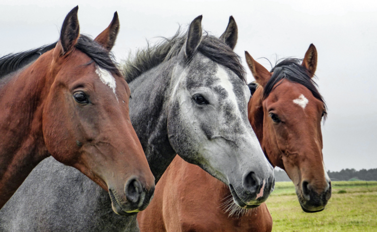 Ditte Young | Forfatter | Dyretelepatør | Clairvoyant | Equicoach | Underviser på Dyretelepatør Uddannelsen