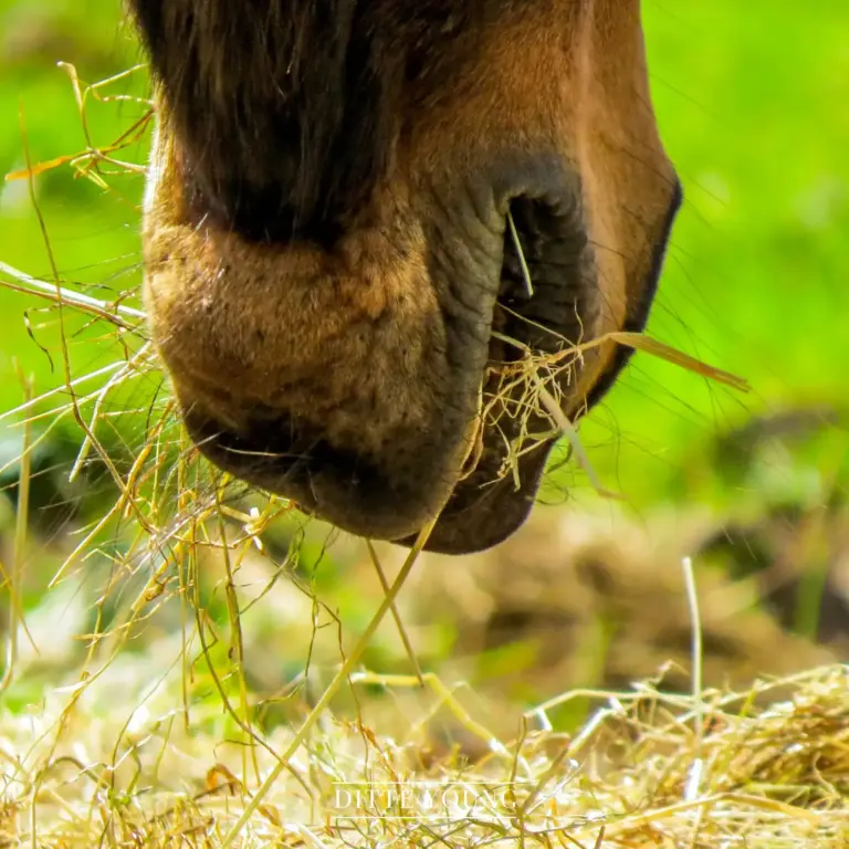 Ditte Young | Forfatter | Dyretelepatør | Clairvoyant | Equicoach | Underviser på Dyretelepatør Uddannelsen