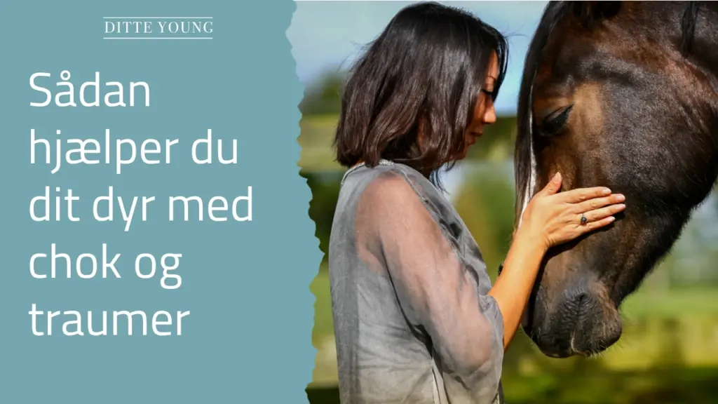 Ditte Young | Forfatter | Dyretelepatør | Clairvoyant | Equicoach | Underviser på Dyretelepatør Uddannelsen