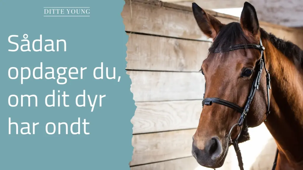 Ditte Young | Forfatter | Dyretelepatør | Clairvoyant | Equicoach | Underviser på Dyretelepatør Uddannelsen