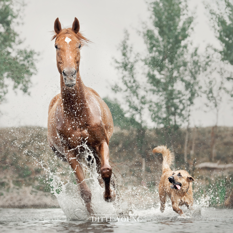 Ditte Young | Forfatter | Dyretelepatør | Clairvoyant | Equicoach | Underviser på Dyretelepatør Uddannelsen