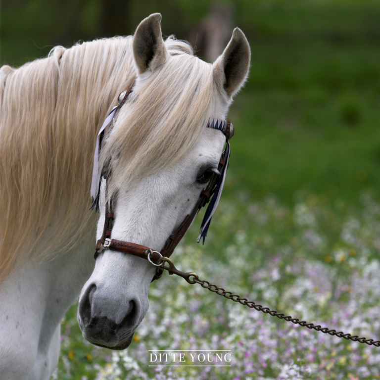 Ditte Young | Forfatter | Dyretelepatør | Clairvoyant | Equicoach | Underviser på Dyretelepatør Uddannelsen