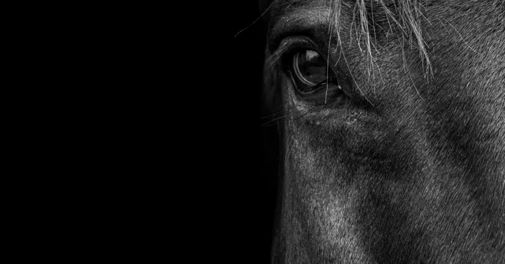 Ditte Young | Forfatter | Dyretelepatør | Clairvoyant | Equicoach | Underviser på Dyretelepatør Uddannelsen