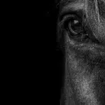 Ditte Young | Forfatter | Dyretelepatør | Clairvoyant | Equicoach | Underviser på Dyretelepatør Uddannelsen