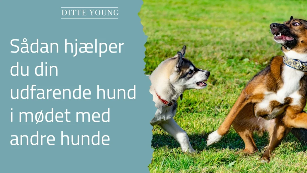 Ditte Young | Forfatter | Dyretelepatør | Clairvoyant | Equicoach | Underviser på Dyretelepatør Uddannelsen