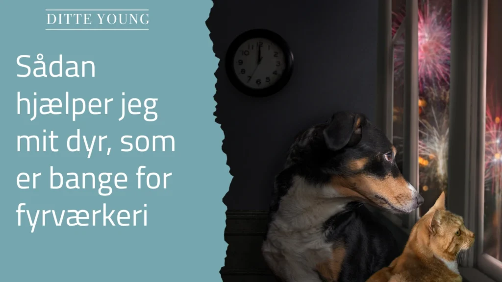 Ditte Young | Forfatter | Dyretelepatør | Clairvoyant | Equicoach | Underviser på Dyretelepatør Uddannelsen